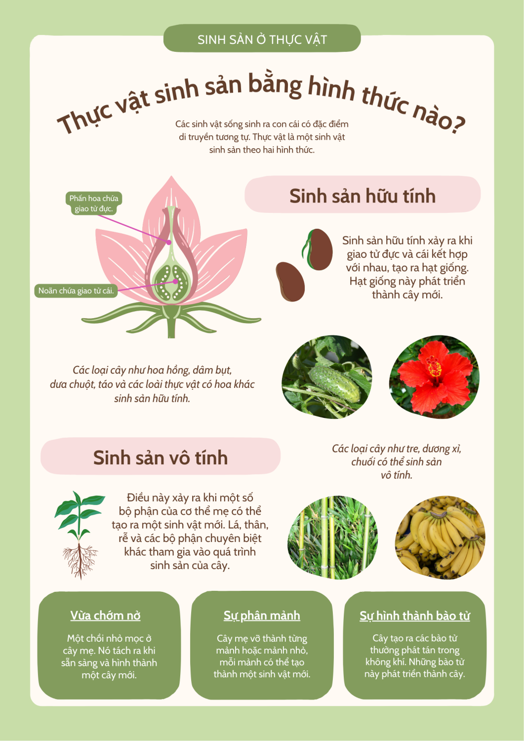 THPL2 - Thực vật sinh sản bằng cách nào?